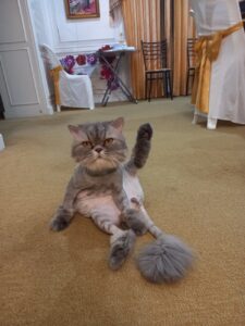 How to Create Acne Patch Industry Logo