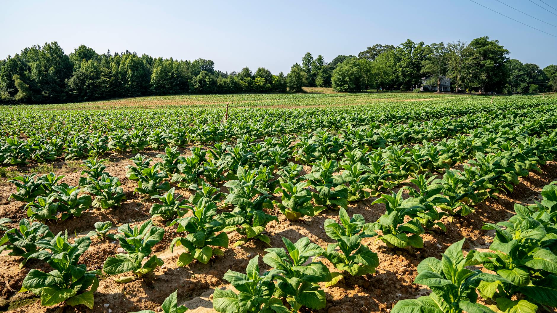 How to Get Clients for Your Tobacco Crop Management Business
