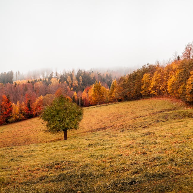 Read more about the article What is 5 Color Scheme