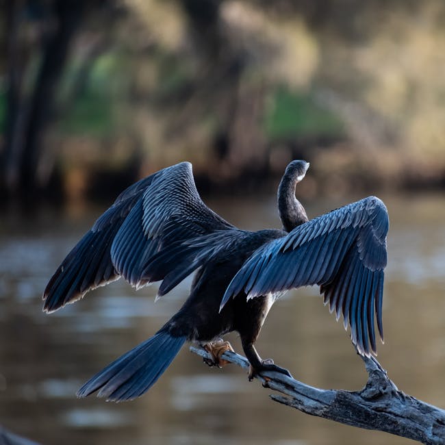 You are currently viewing What is Angry Bird Sketch