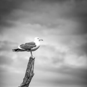 Read more about the article What is Animal Skull Sketch