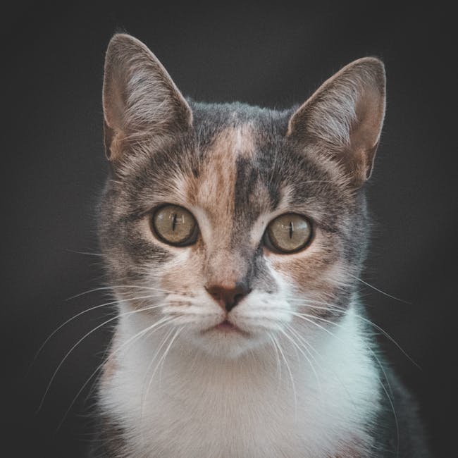 You are currently viewing What is Anime Face Sketch