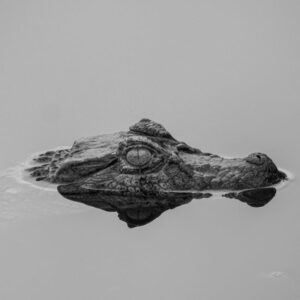 Read more about the article What is Anime Head Sketch