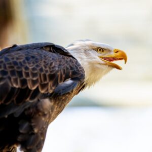 Read more about the article What is Bald Eagle Symbolism