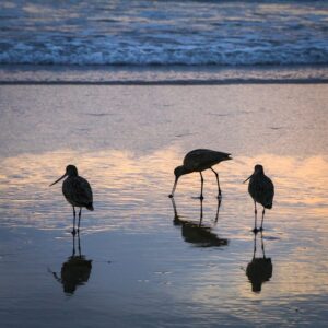 Read more about the article What is Bird Silhouette Png