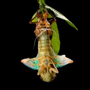 Read more about the article What is BMW Evolution Logo