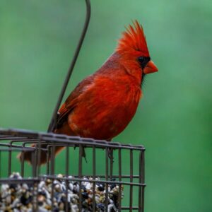 Read more about the article What is Cardinal Bird Symbolism