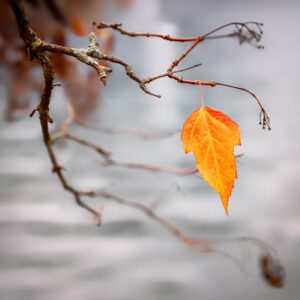 Read more about the article What is Change Svg Color Css
