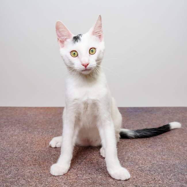 You are currently viewing What is Check Mark Svg