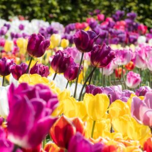 Read more about the article What is Color Saturation