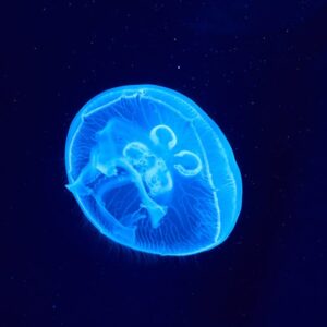 Read more about the article What is Colors Tertiary