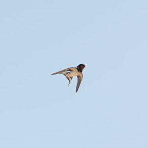 Read more about the article What is Common Image File Extensions