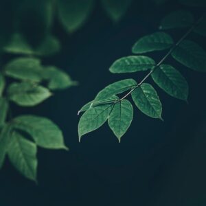 Read more about the article What is Consumer-driven Branding Growth