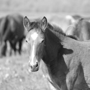 Read more about the article What is Custom Mustang Emblems
