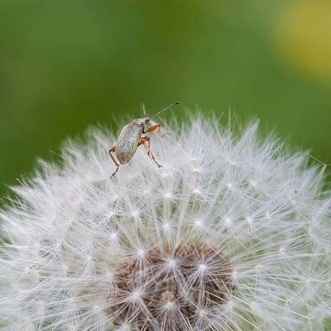You are currently viewing What is Dandelion Svg