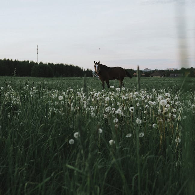 You are currently viewing What is Dandelions Svg