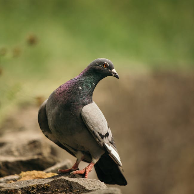 Read more about the article What is Dove Logos