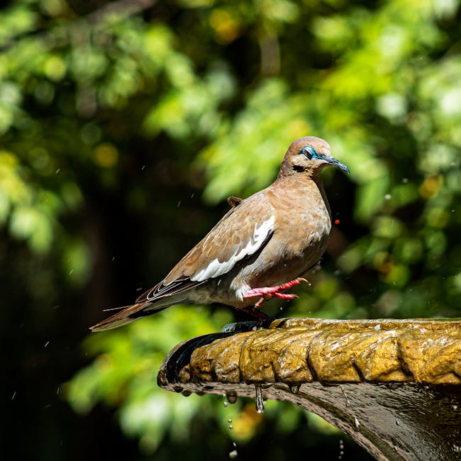 You are currently viewing What is Dove Svg