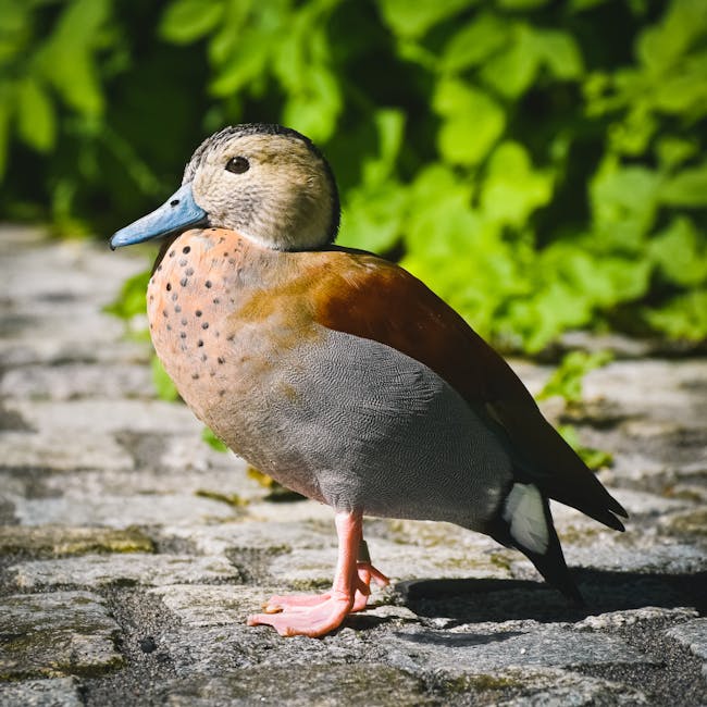 You are currently viewing What is Duck Svg