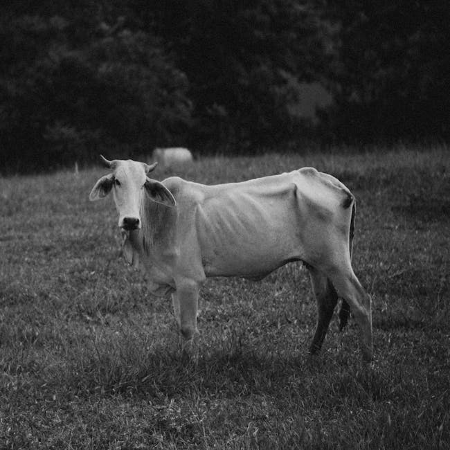 You are currently viewing What is Eps Svg