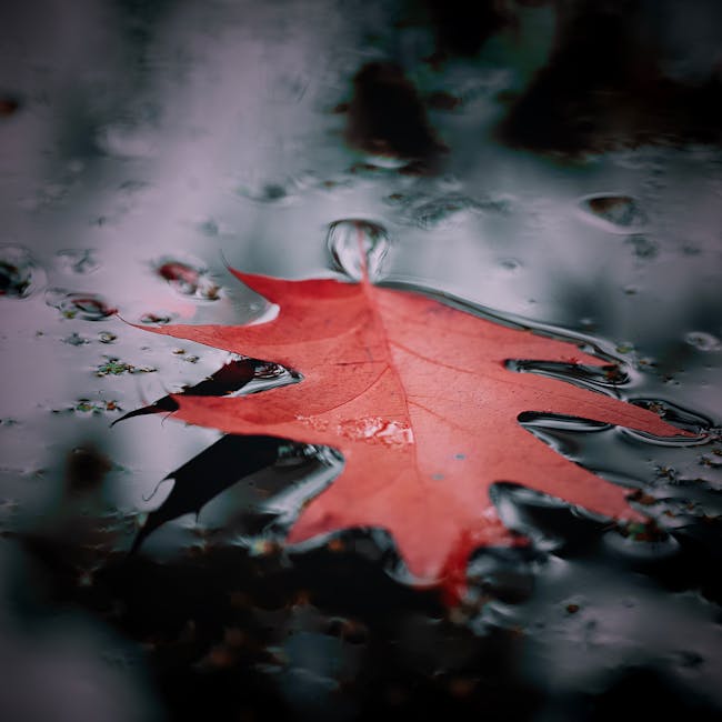You are currently viewing What is Fall Leaf Svg