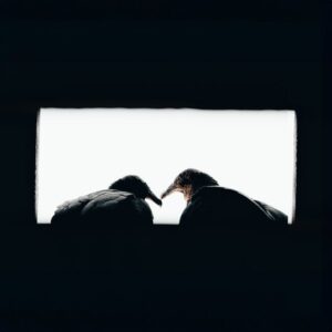 Read more about the article What is Feather Svg