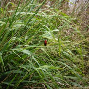 Read more about the article What is Figma Animations