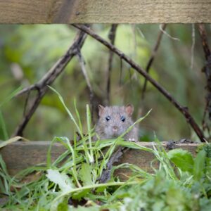 Read more about the article What is First Mickey Mouse Sketch