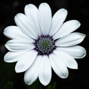 Read more about the article What is Flower Minimal Tattoo