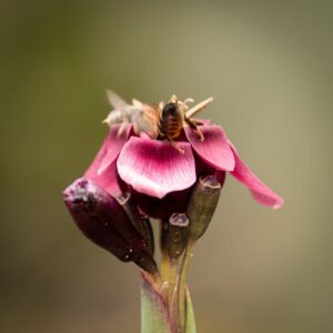 Read more about the article What is Flower Typography