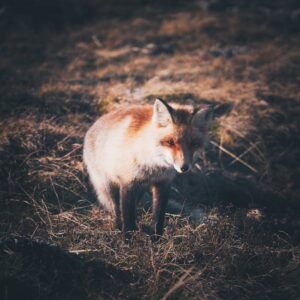 Read more about the article What is Fox Svg