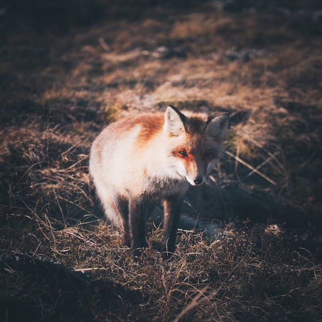 Read more about the article What is Fox Svg