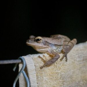 Read more about the article What is Frog Svg