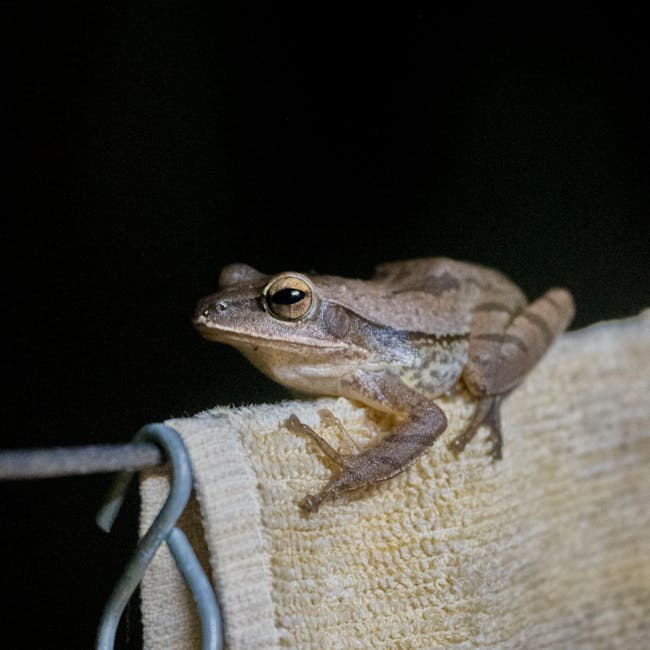 You are currently viewing What is Frog Svg