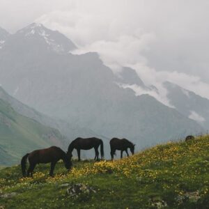 Read more about the article What is Frontier Airlines Logos