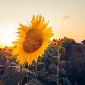 Read more about the article What is Golden Ratio Sunflower