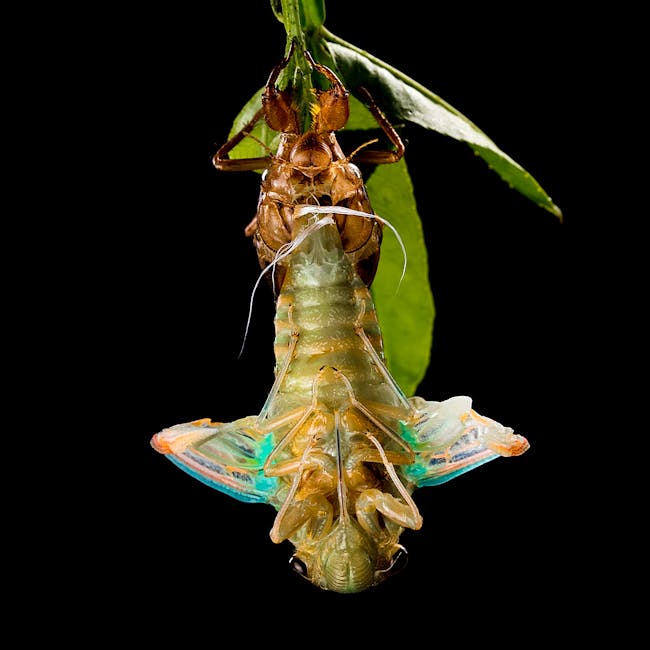 You are currently viewing What is Google Logo Evolution