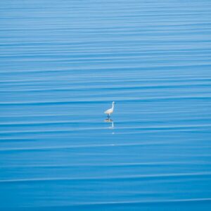 Read more about the article What is Great Blue Heron Symbol