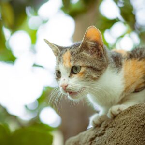 Read more about the article What is Green Bay Packers Football Logo