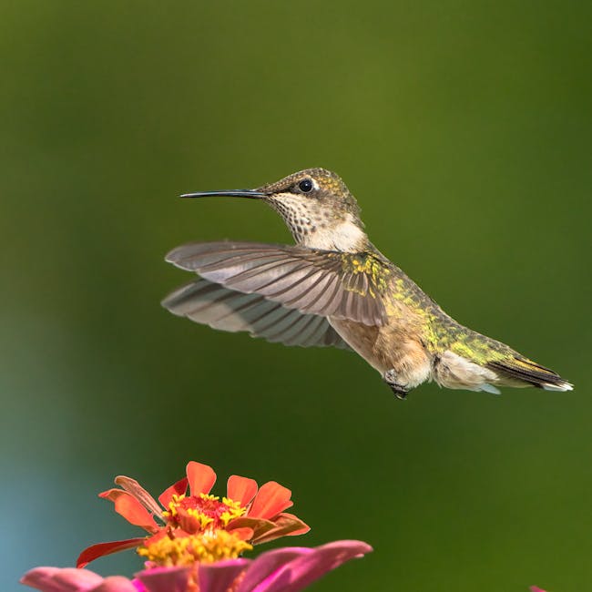 You are currently viewing What is Hummingbird Svg