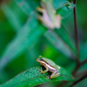 Read more about the article What is Hylia Serif