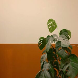 Read more about the article What is Leaf Svg