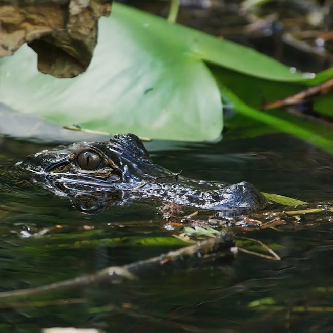 You are currently viewing What is Letter Head Fonts