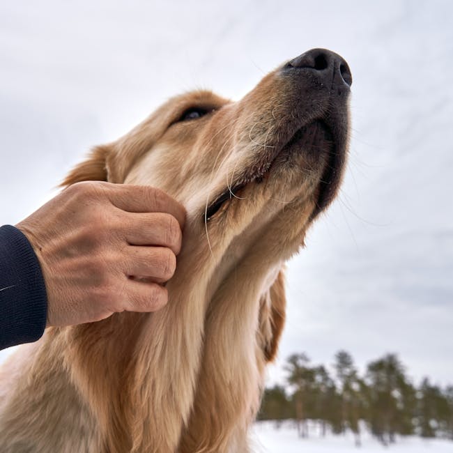 You are currently viewing What is Loyalty Program Management