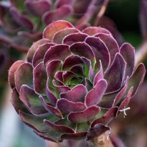 Read more about the article What is Macro Influencer