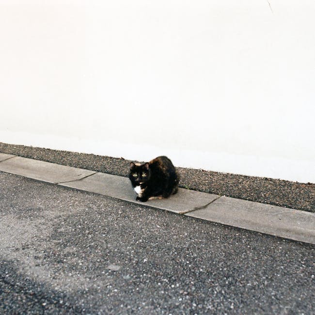 You are currently viewing What is Minimal Cat Tattoo