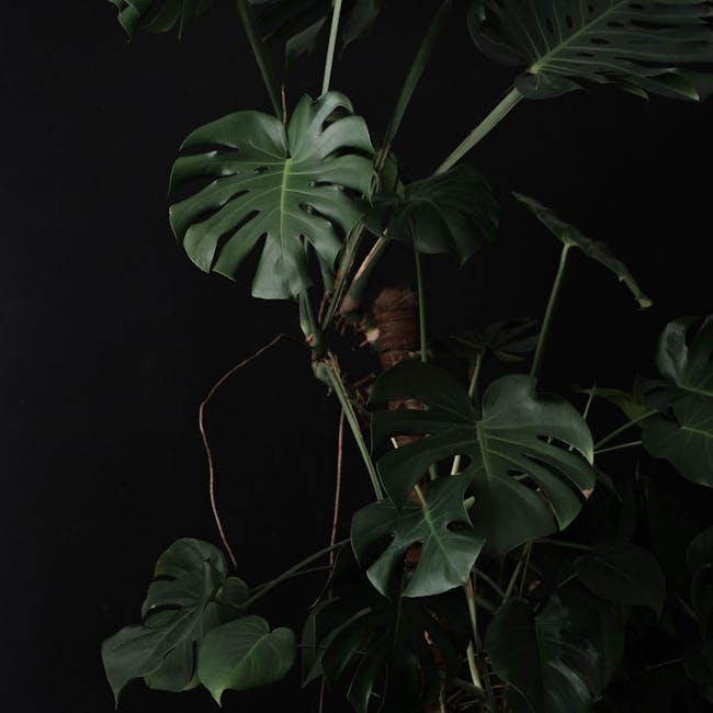 You are currently viewing What is Minimal Flower Drawings