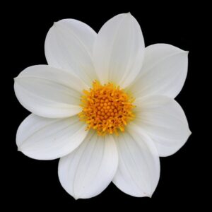 Read more about the article What is Minimalist Dahlia Tattoo