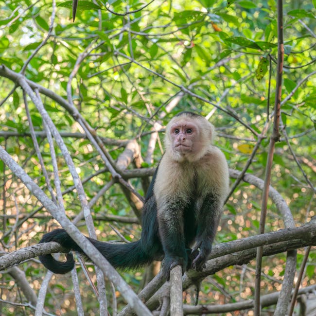 You are currently viewing What is Monkey Brand Logo