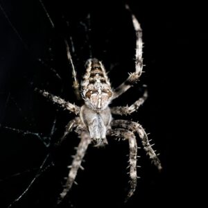 Read more about the article What is Neo Brutalism Web Design